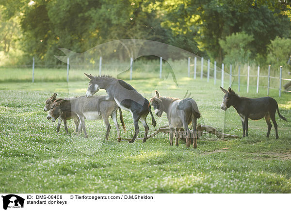 Zwergesel / standard donkeys / DMS-08408