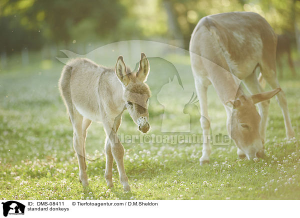 Zwergesel / standard donkeys / DMS-08411