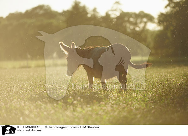 Zwergesel / standard donkey / DMS-08413