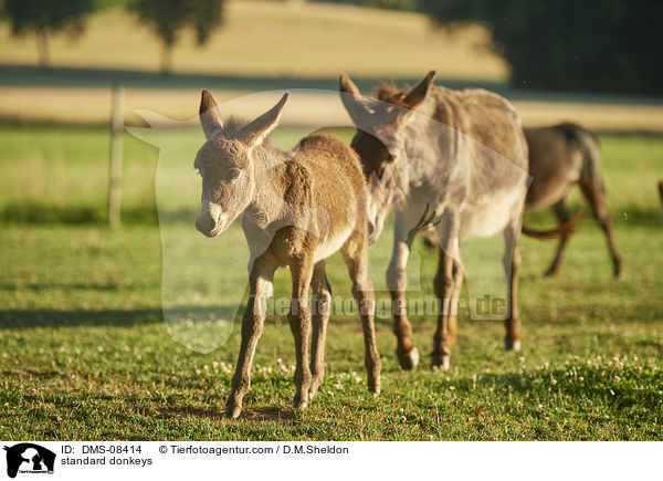 Zwergesel / standard donkeys / DMS-08414