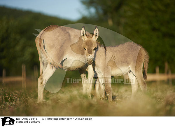Zwergesel / standard donkeys / DMS-08418