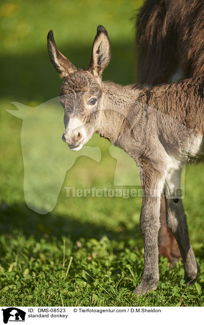 Zwergesel / standard donkey / DMS-08523
