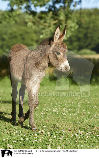 Zwergesel / standard donkey / DMS-08528