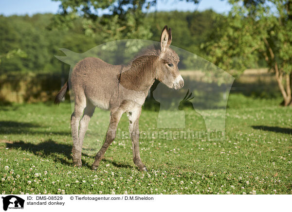 Zwergesel / standard donkey / DMS-08529