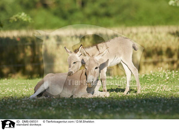 standard donkeys / DMS-08531