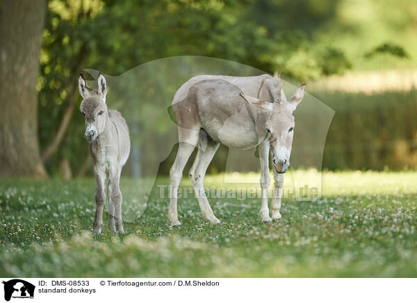 Zwergesel / standard donkeys / DMS-08533
