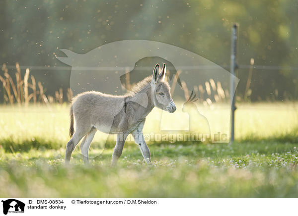 Zwergesel / standard donkey / DMS-08534