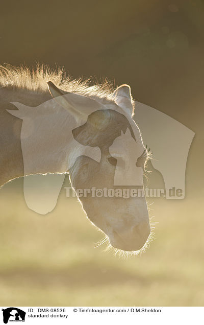 Zwergesel / standard donkey / DMS-08536