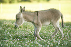 standard donkey