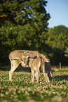 standard donkeys