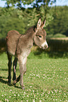 standard donkey