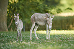 standard donkeys