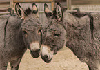 Miniature donkey