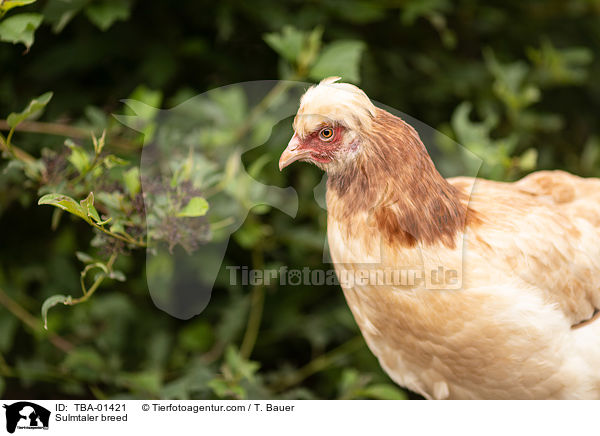 Sulmtaler Huhn / Sulmtaler breed / TBA-01421