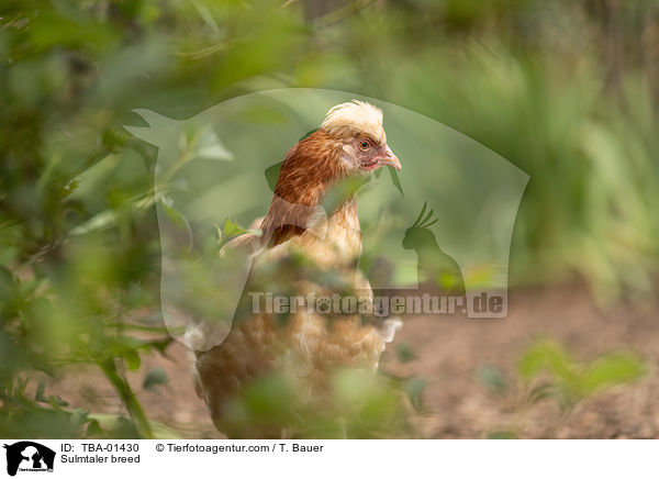 Sulmtaler Huhn / Sulmtaler breed / TBA-01430