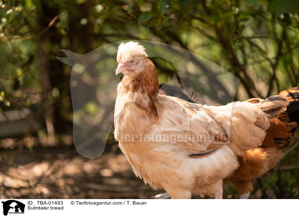 Sulmtaler Huhn / Sulmtaler breed / TBA-01493