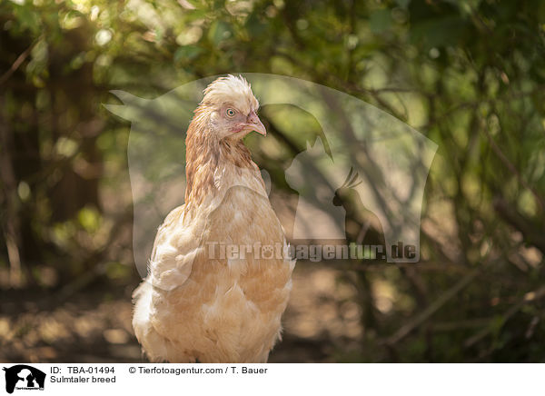 Sulmtaler Huhn / Sulmtaler breed / TBA-01494