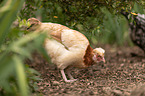 Sulmtaler breed