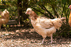 Sulmtaler breed