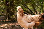 Sulmtaler breed