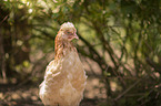 Sulmtaler breed
