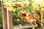 Sulmtaler breed