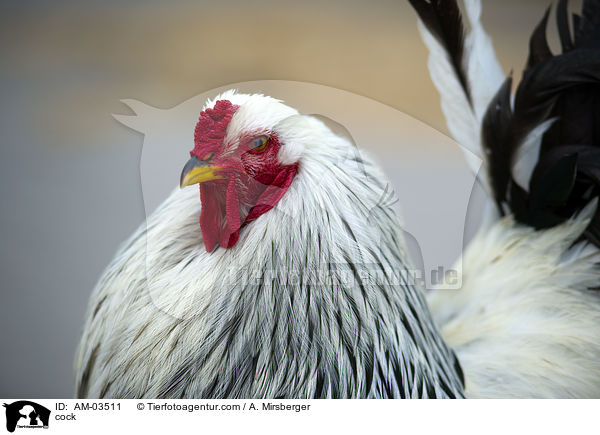 Sundheimer Hahn / cock / AM-03511