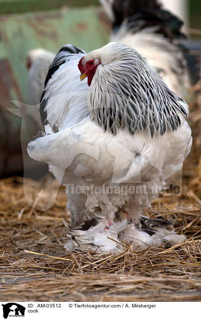 Sundheimer Hahn / cock / AM-03512