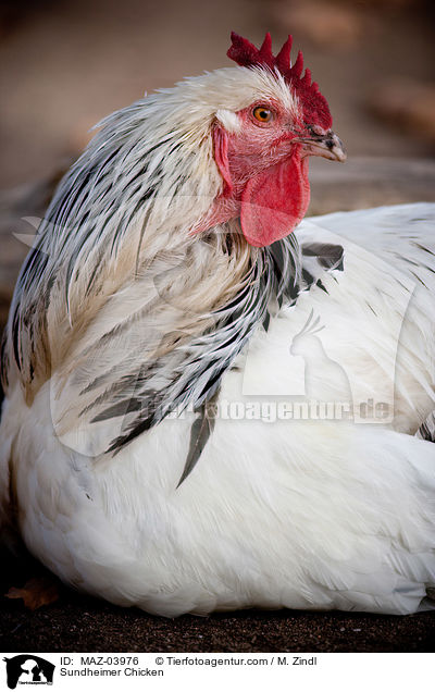 Sundheimer / Sundheimer Chicken / MAZ-03976