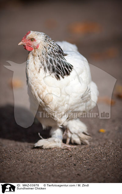 Sundheimer / Sundheimer Chicken / MAZ-03978