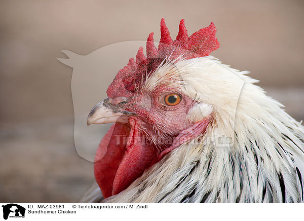 Sundheimer Chicken / MAZ-03981