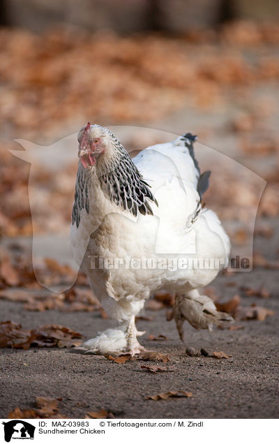 Sundheimer / Sundheimer Chicken / MAZ-03983