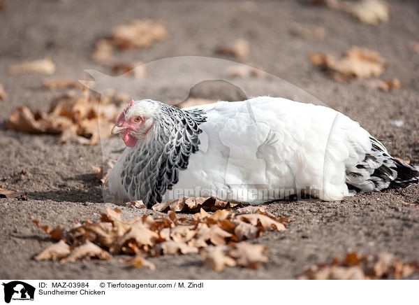 Sundheimer / Sundheimer Chicken / MAZ-03984