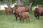Sussex cattle