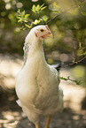 Sussex chicken