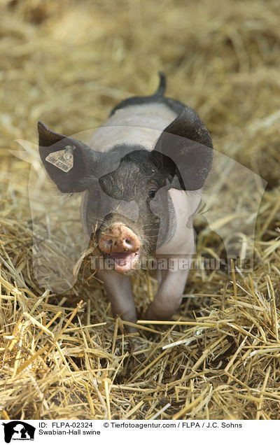 Swabian-Hall swine / FLPA-02324