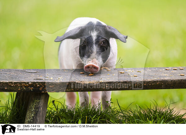 Schwbisch-Hllisches Landschwein / Swabian-Hall swine / DMS-14419