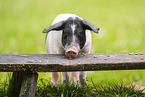 Swabian-Hall swine