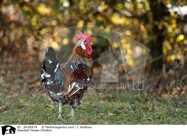 Schwedisches Blumenhuhn / Swedish Flower Chicken / JH-26419