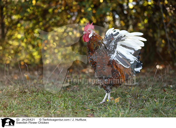 Schwedisches Blumenhuhn / Swedish Flower Chicken / JH-26421