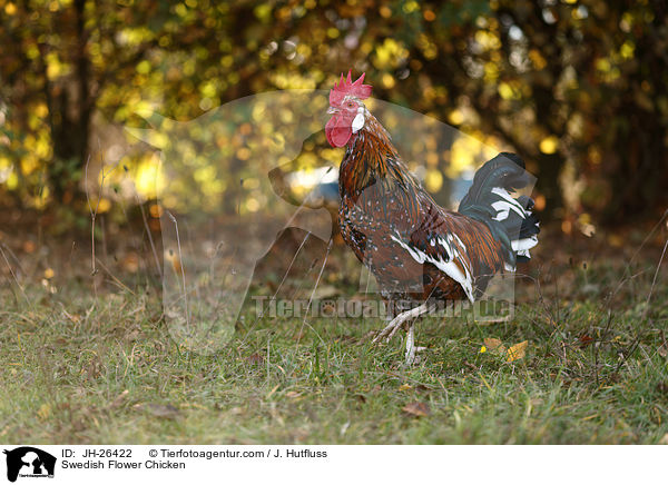 Schwedisches Blumenhuhn / Swedish Flower Chicken / JH-26422