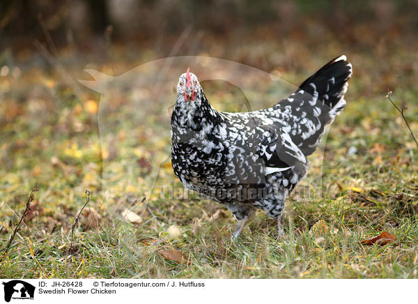 Schwedisches Blumenhuhn / Swedish Flower Chicken / JH-26428