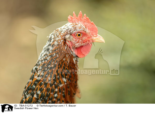 Schwedisches Blumenhuhn / Swedish Flower Hen / TBA-01272