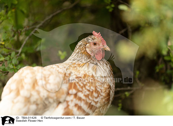 Schwedisches Blumenhuhn / Swedish Flower Hen / TBA-01426