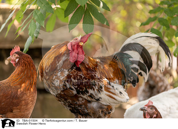 Schwedische Blumenhhner / Swedish Flower Hens / TBA-01504
