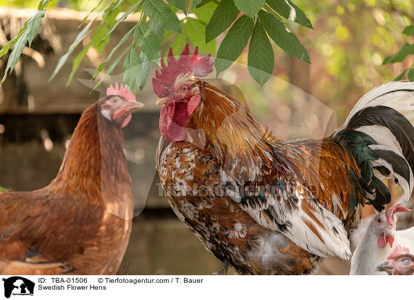 Schwedische Blumenhhner / Swedish Flower Hens / TBA-01506