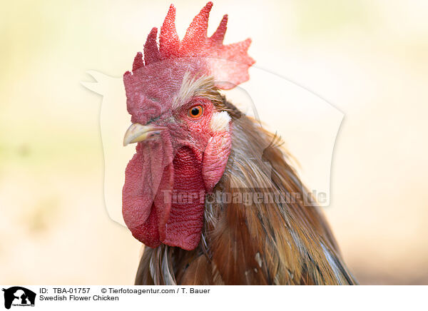 Schwedisches Blumenhuhn / Swedish Flower Chicken / TBA-01757