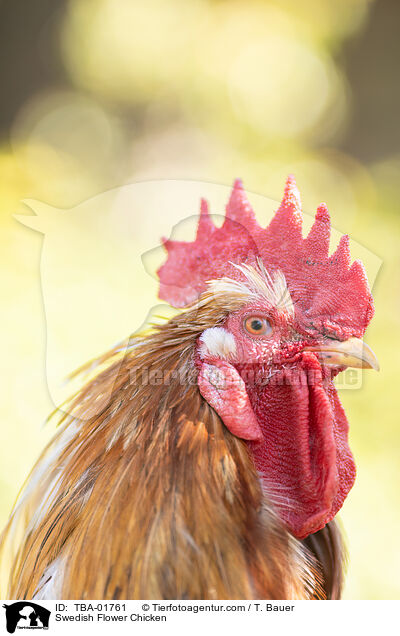 Schwedisches Blumenhuhn / Swedish Flower Chicken / TBA-01761
