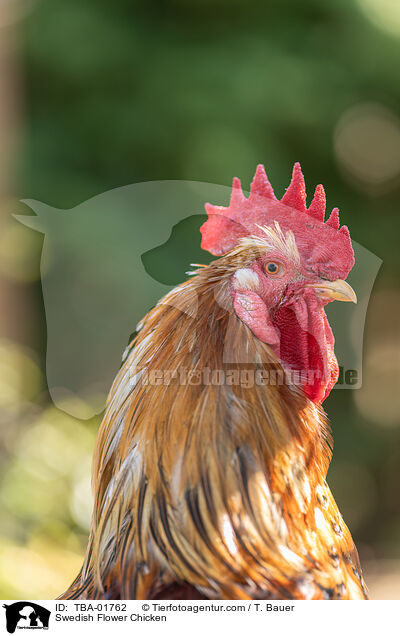 Schwedisches Blumenhuhn / Swedish Flower Chicken / TBA-01762