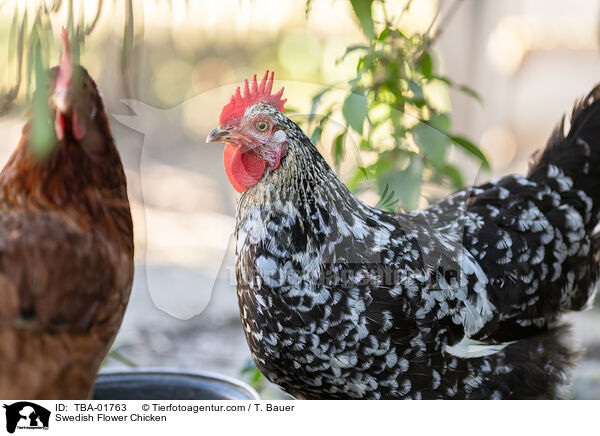 Schwedisches Blumenhuhn / Swedish Flower Chicken / TBA-01763